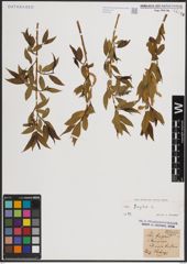 Foto von Salix fragilis L.